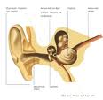 hearing-procedure