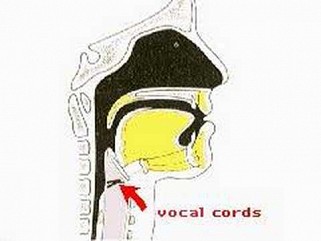vocal-cords