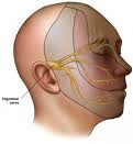 trigeminal-nerve